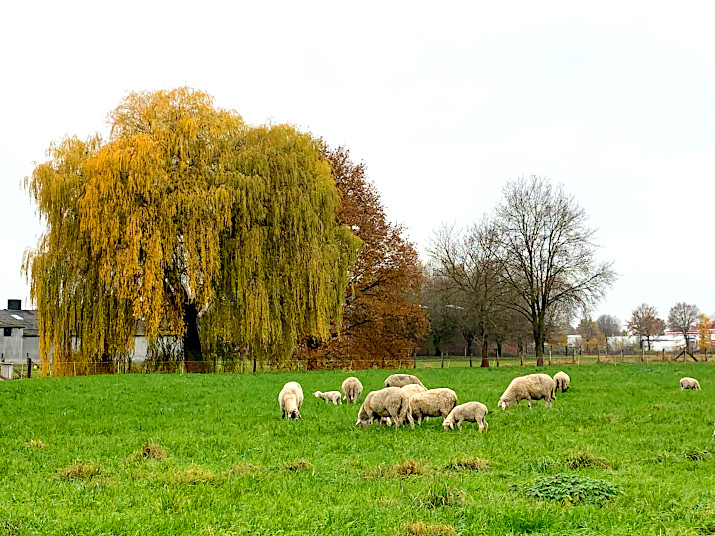 Schafe am Funnenkamp in Selm