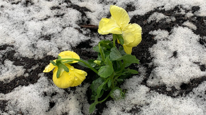 Schnee im Blumenbeet