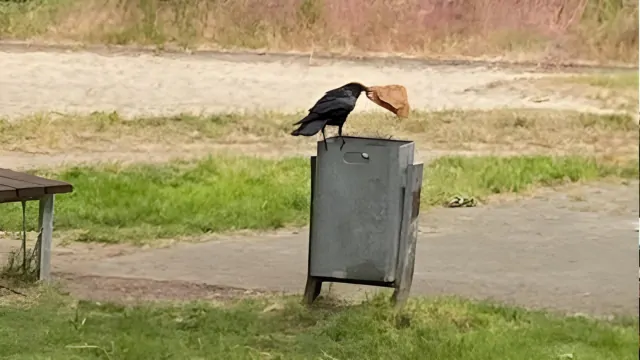 Krähe im Park am Ludgerikirchplatz Selm