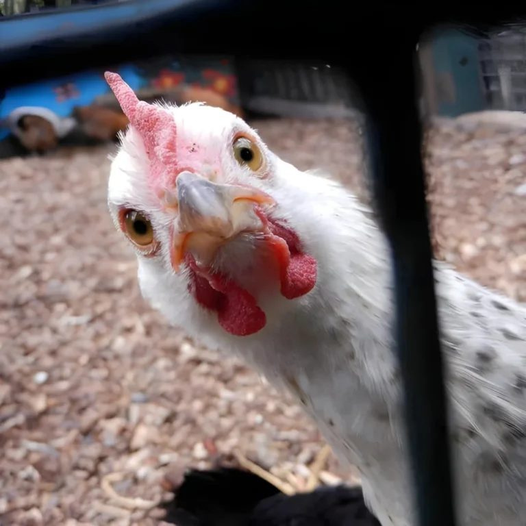Hallo, ich bin ein Huhn