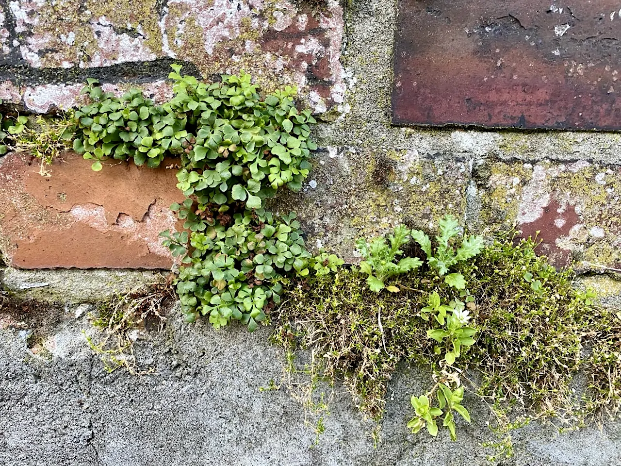 Fotogalerie: Mauerblumen