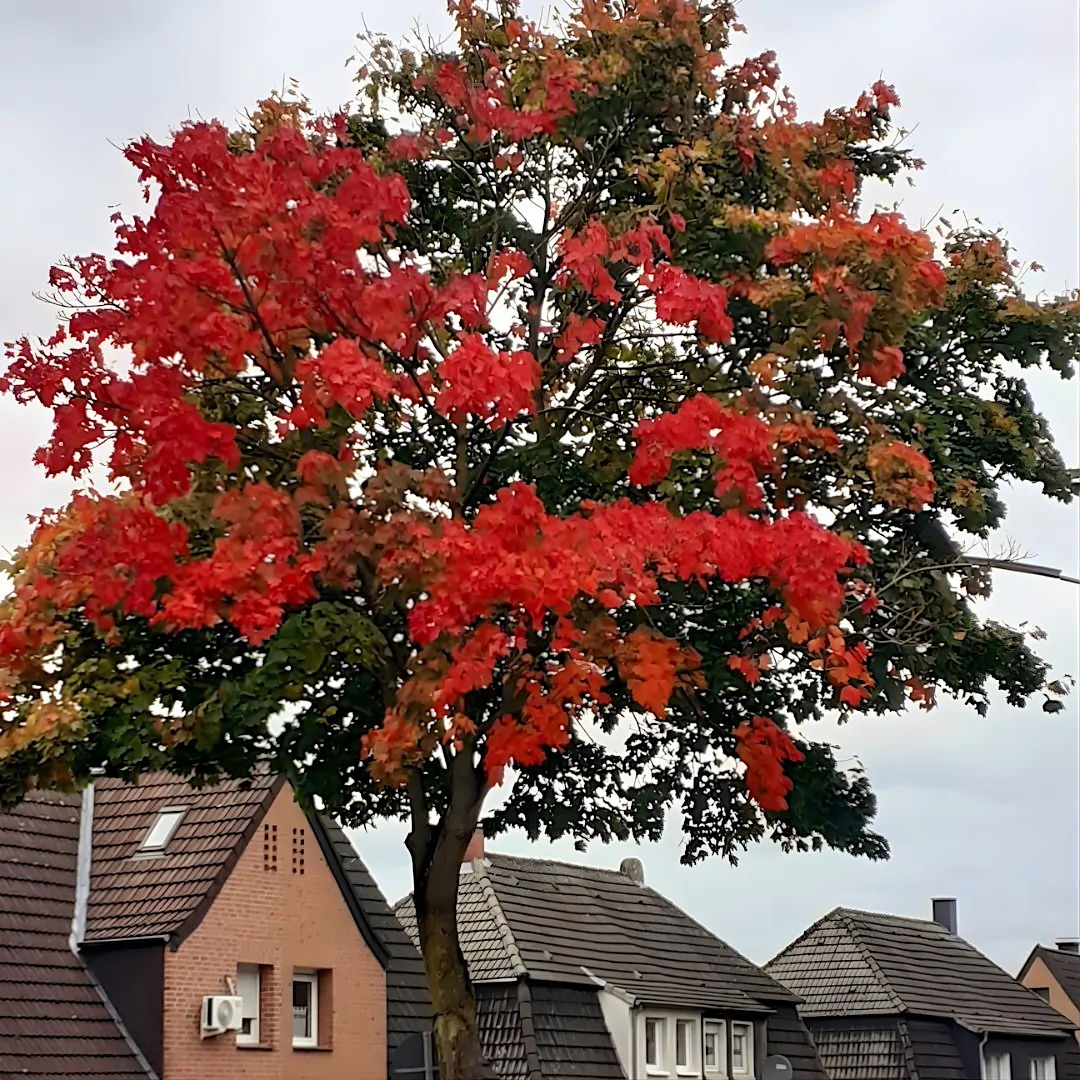 Herbstlicher Baum Breite Szraße Selm