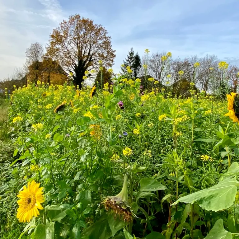 Blütenpracht im November