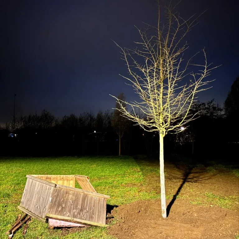 Käfigbaum im Park ausgesetzt