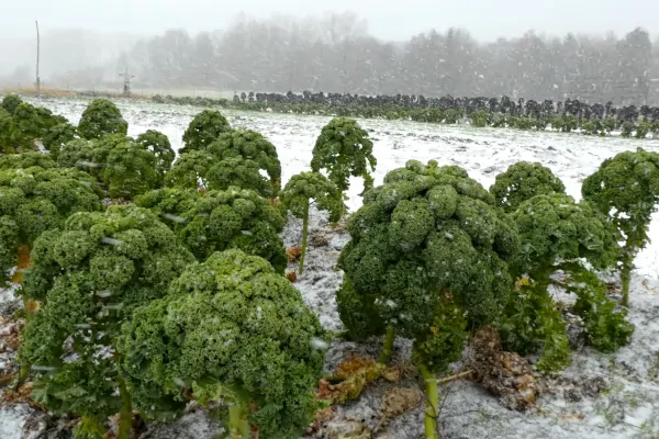 Fotogalerie: SoLaWi Lippeauen Bork im Winter