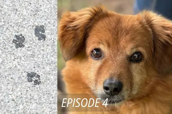 Drei Pfoten - Titel Chico Episode 4