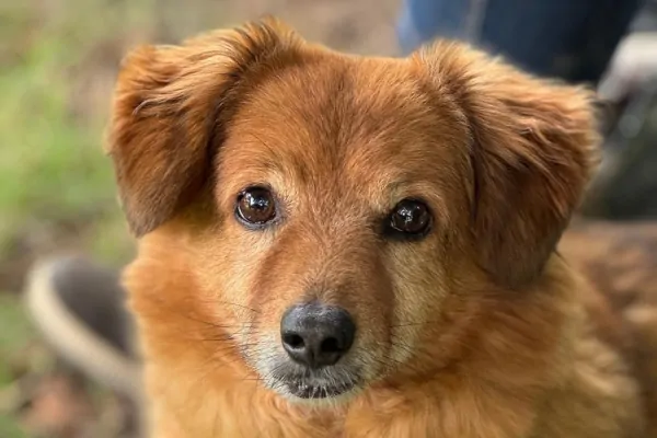 Chiso - untergwes auf drei Pfoten