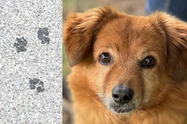 Drei Pfoten - Titel Chico