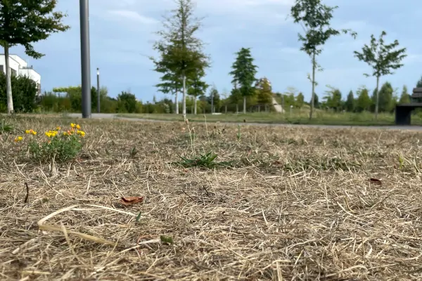 Sommerdürre im Auenpark