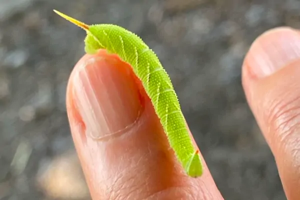 Die kleine Raupe