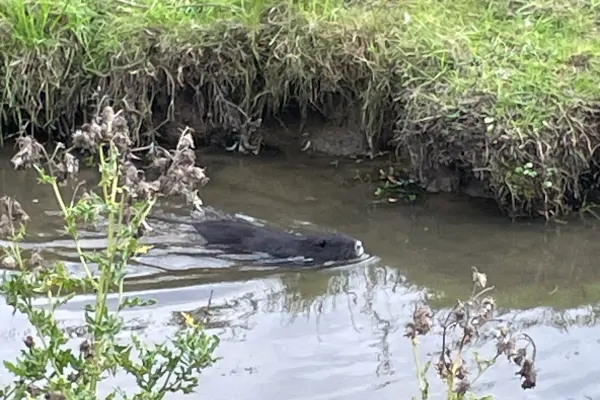 Nutria