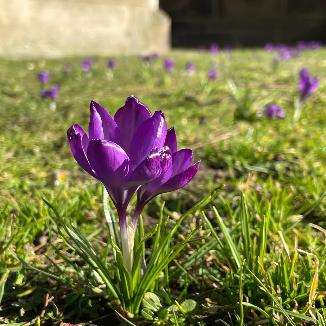 Krokus Selm pflanzt Krokus an der Ludgerikirche in Selm
