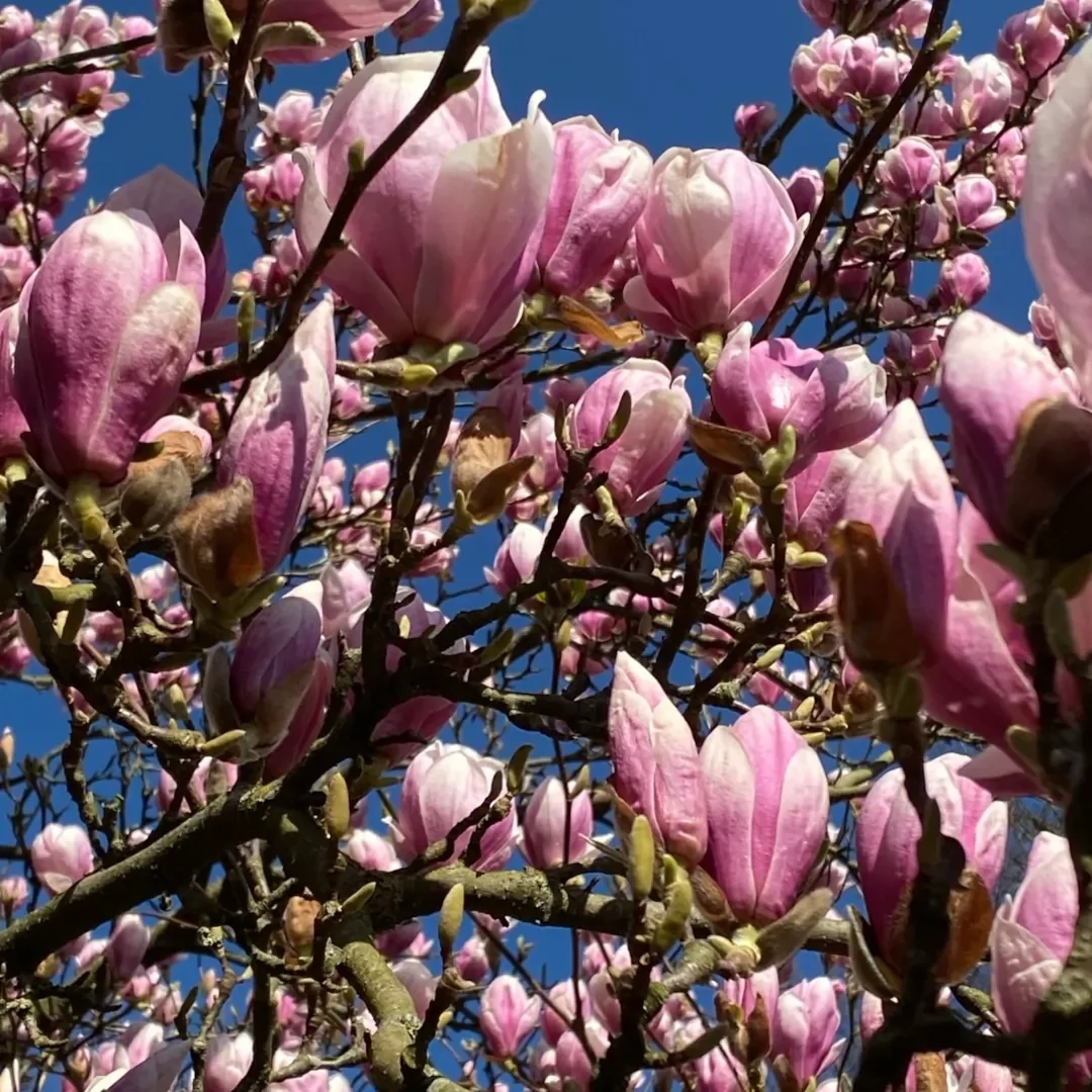 Magnolien Magnolien in Selm