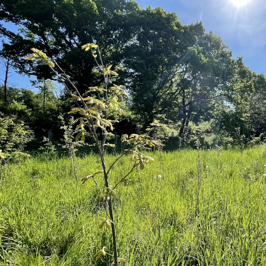 Klimawald Selm Mai 2025 Klimawald Selm Mai 2025
