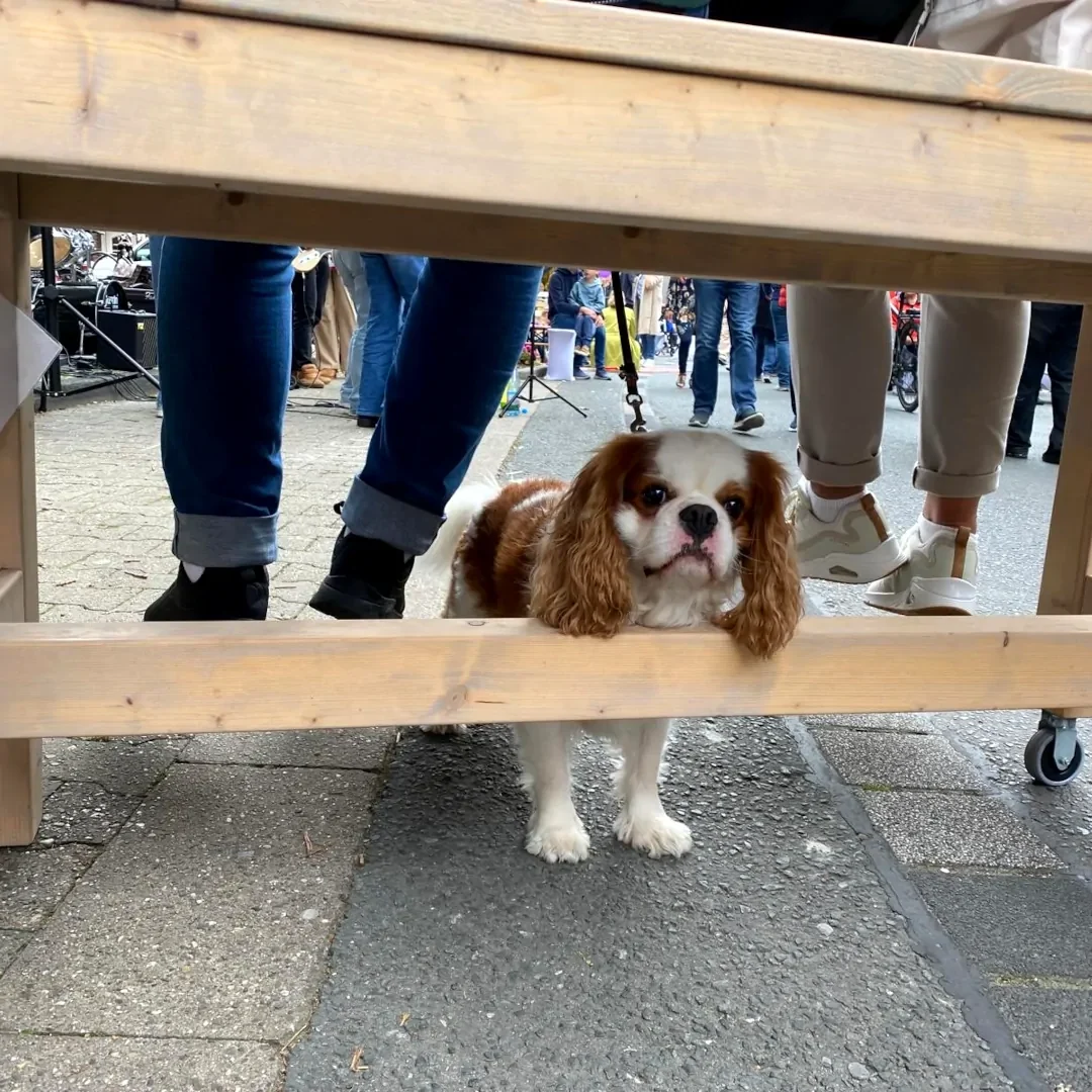 Foto der Woche KW 37 Hund unter Baumelbank in der Selmer Altstadt