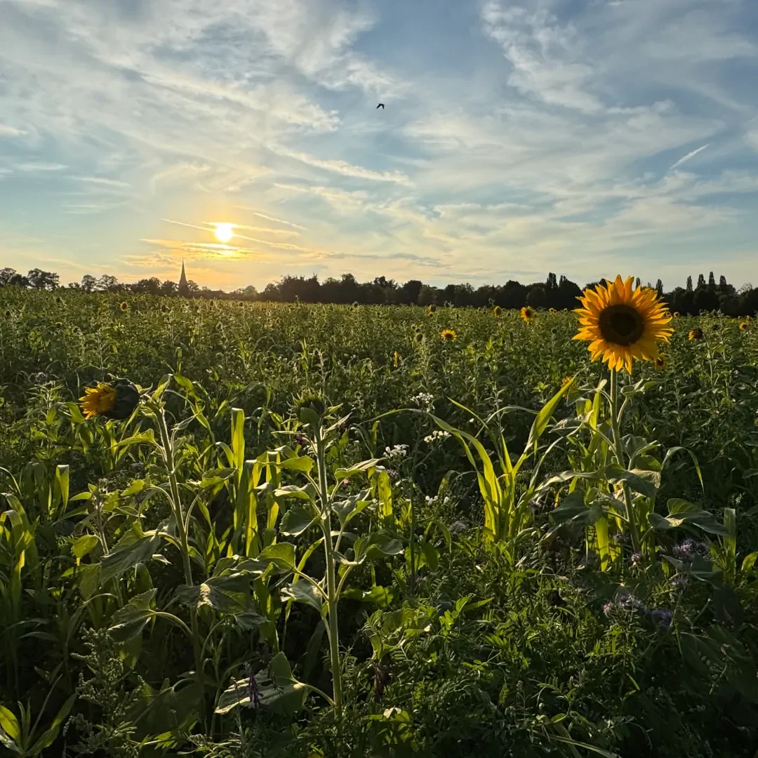 Foto der Woche KW 39 - Feld am Funnenkamp