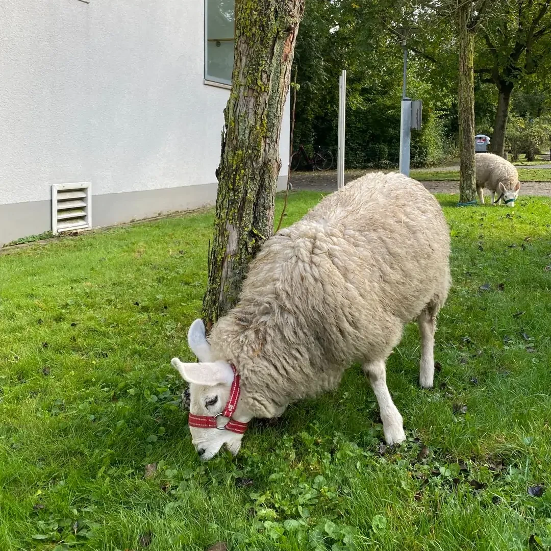 Foto der Woche KW 40 - Schafe in der Annegarnstraße