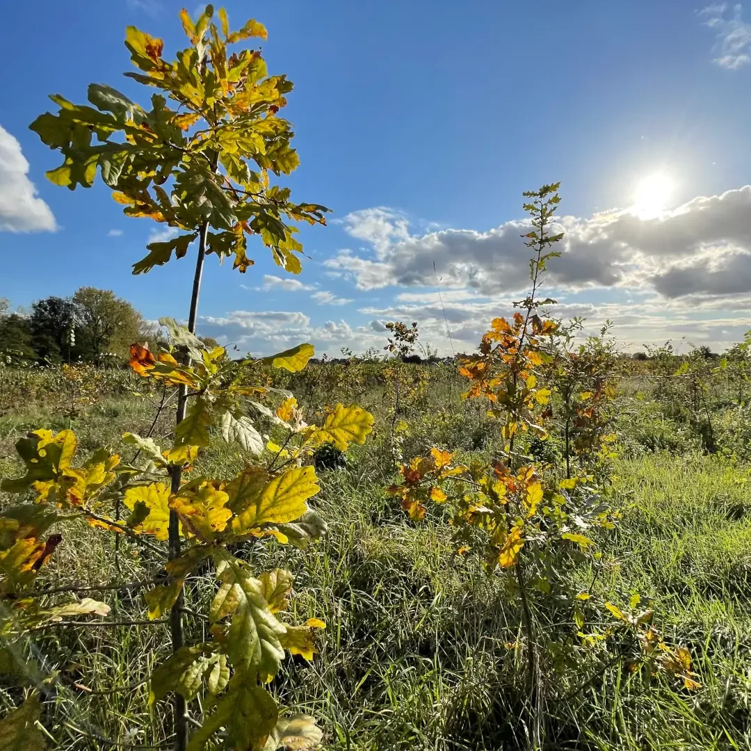 Foto der Woche KW 41 - Klimawald in Selm-Cappenberg