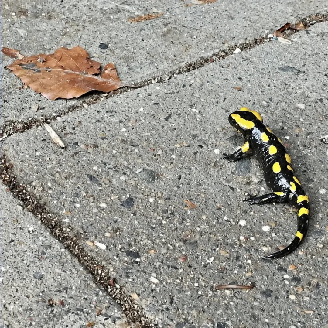 Salamander
